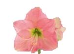 Vollsortiment - Amaryllis (di) PARIS